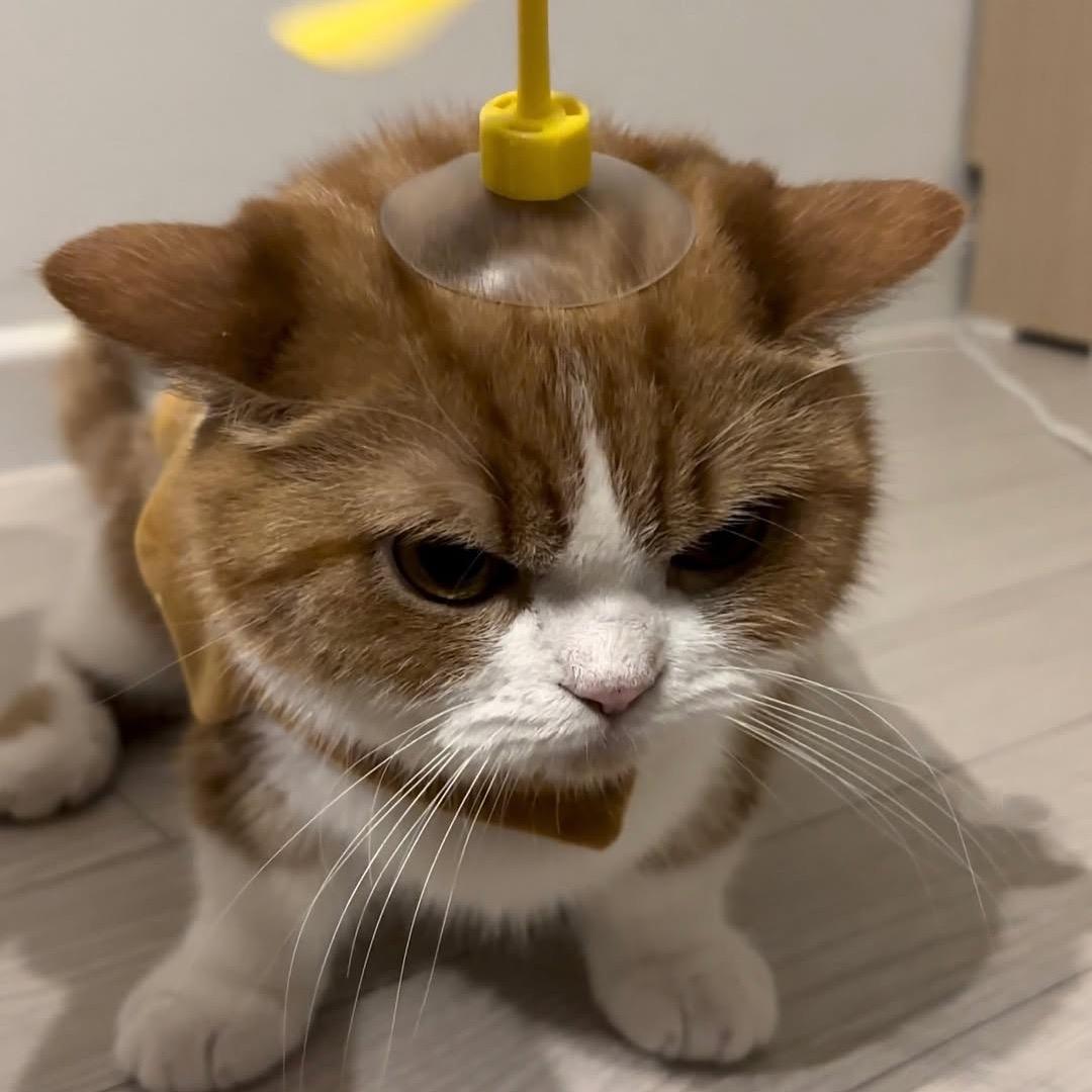 邪恶小猫
