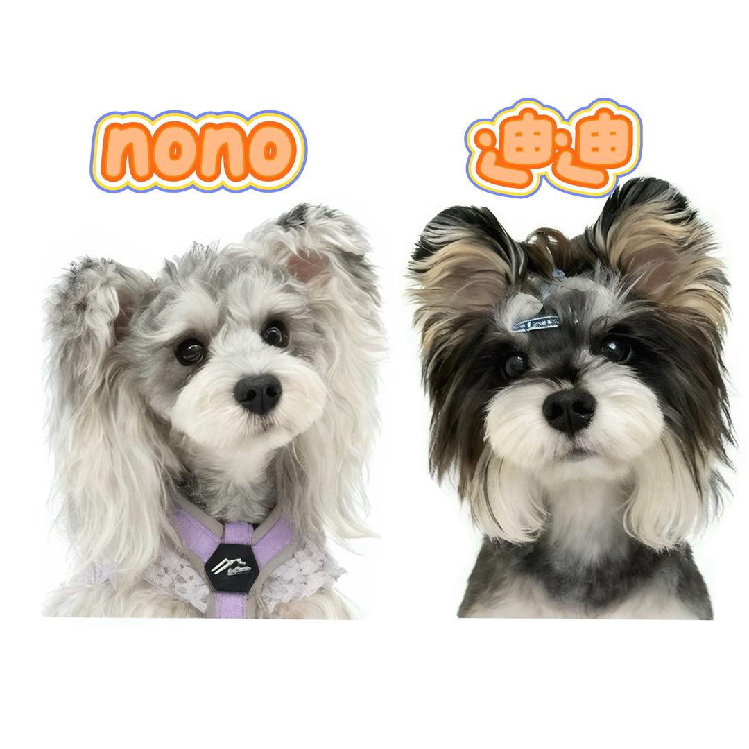 nono真的很困