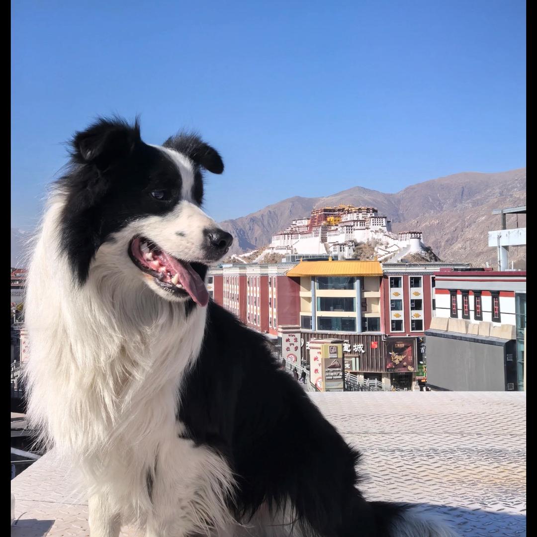 拉萨寻狗启事（红豆快回家吧🙏）