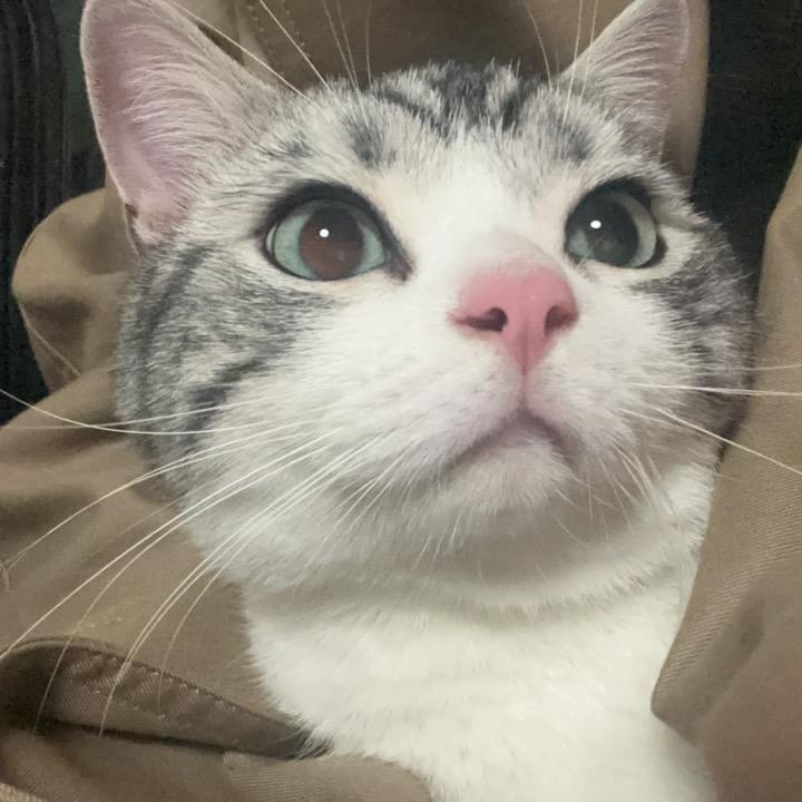 鱼