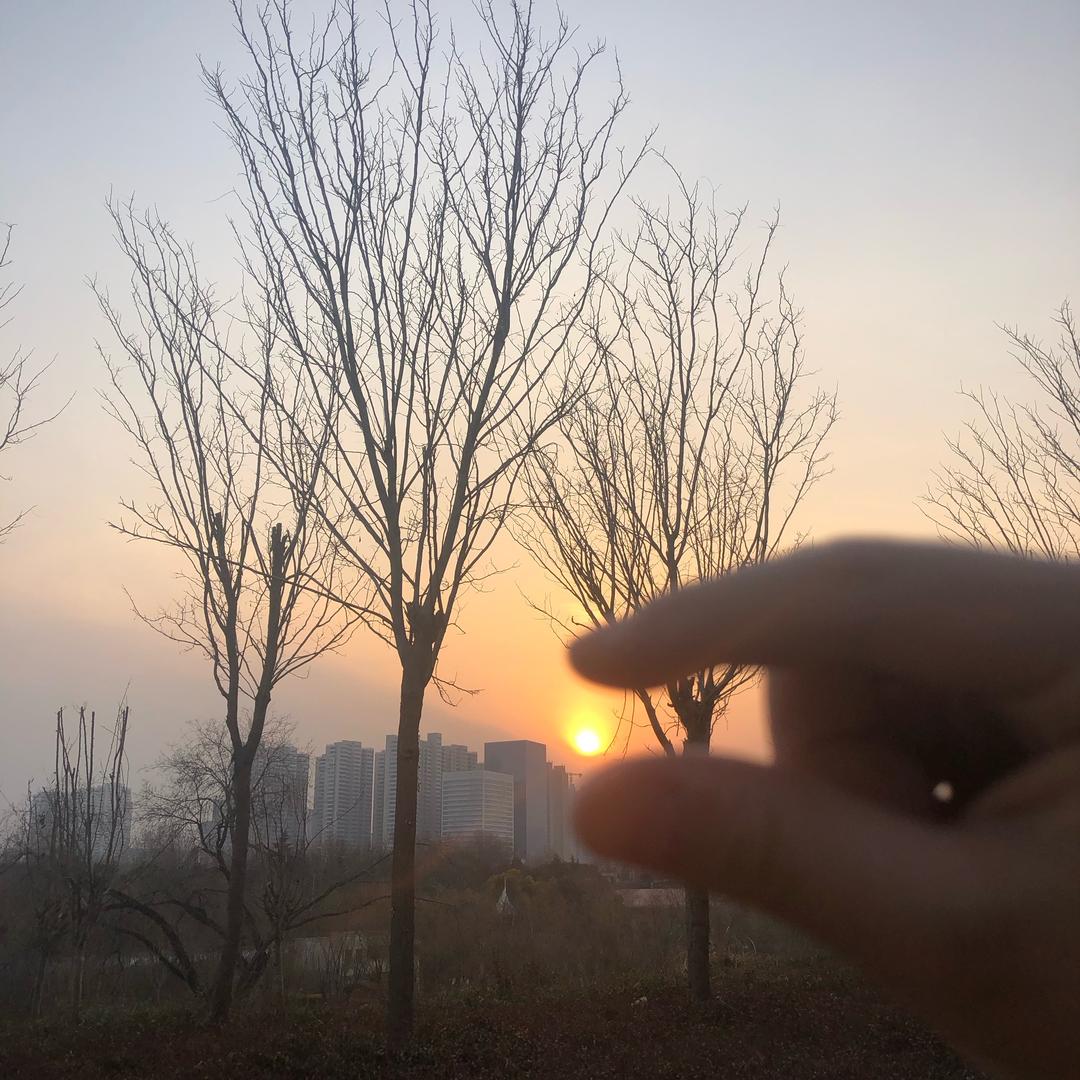 斑马