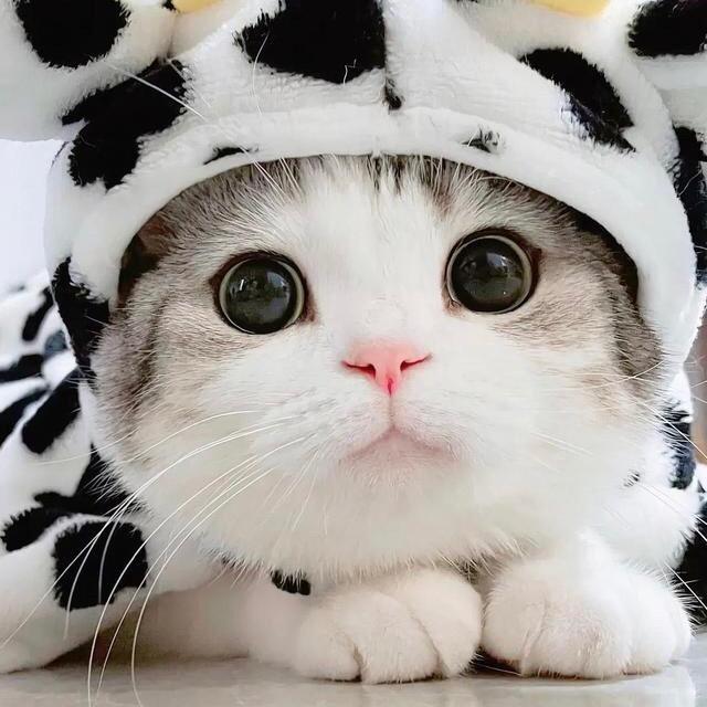 陆季商行