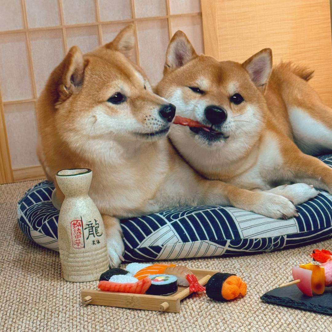 太禾柴犬豆柴