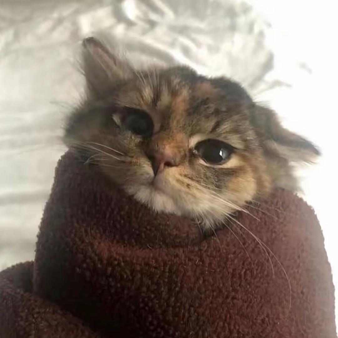 Dou