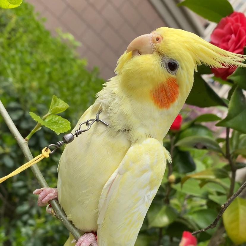是王逗逗吖🦜