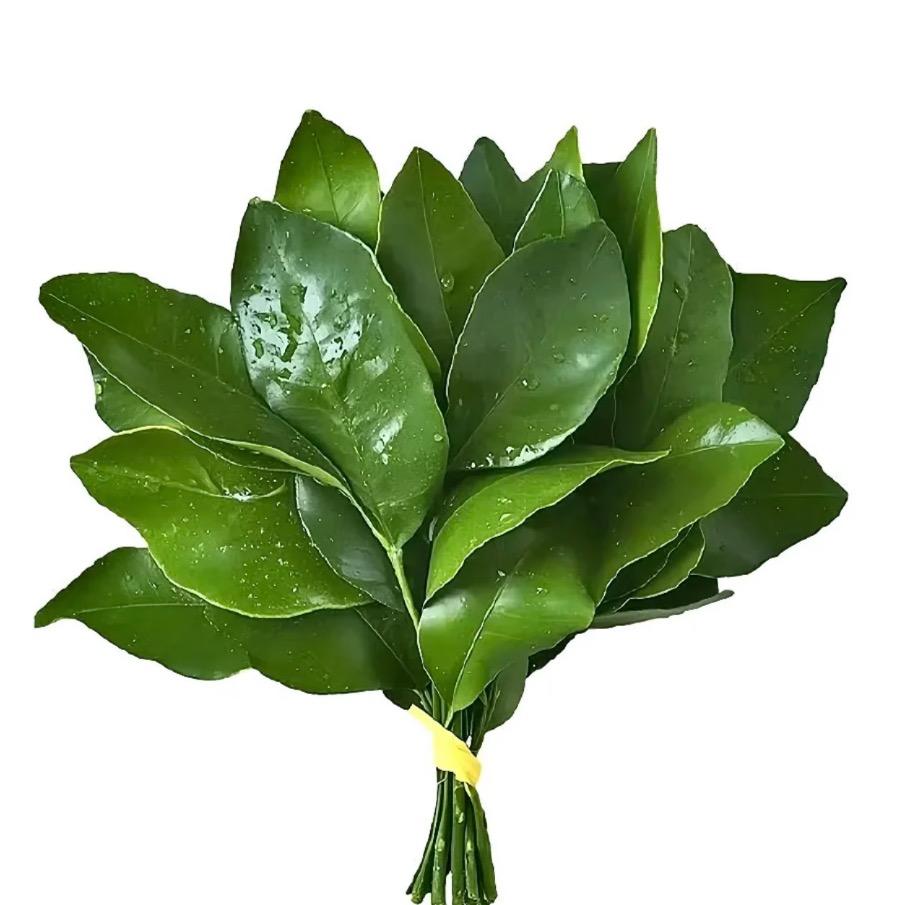 不是海螺是贝壳