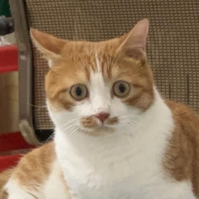 花时料（三角洲行动）