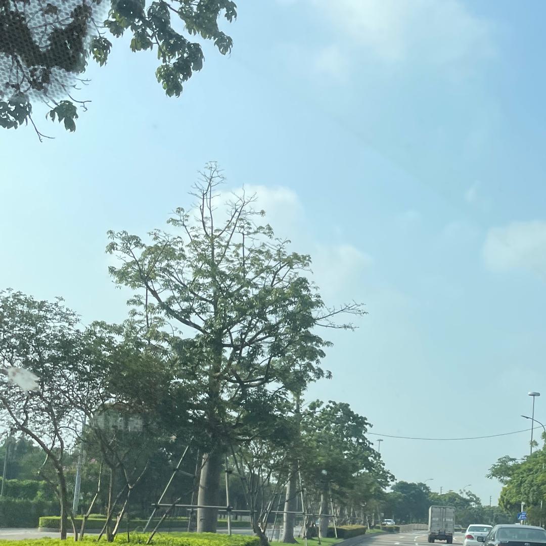 魅影婵荷
