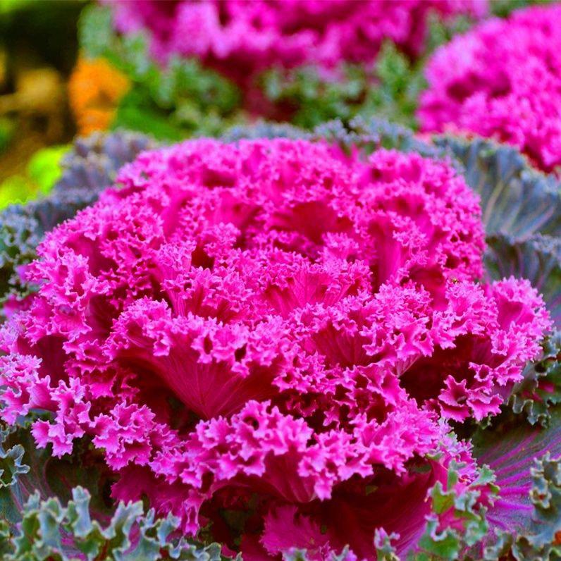 你的花园