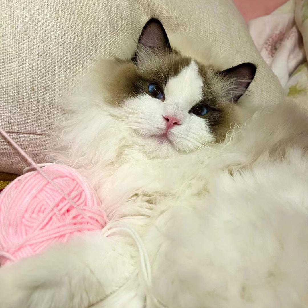 布偶猫-崽崽