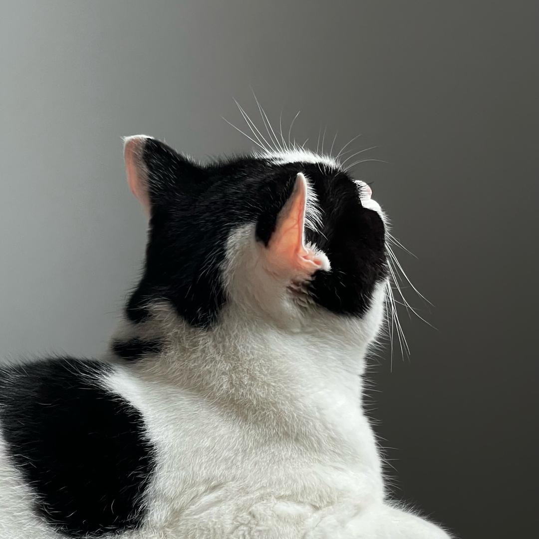 恩恩是只奶牛猫