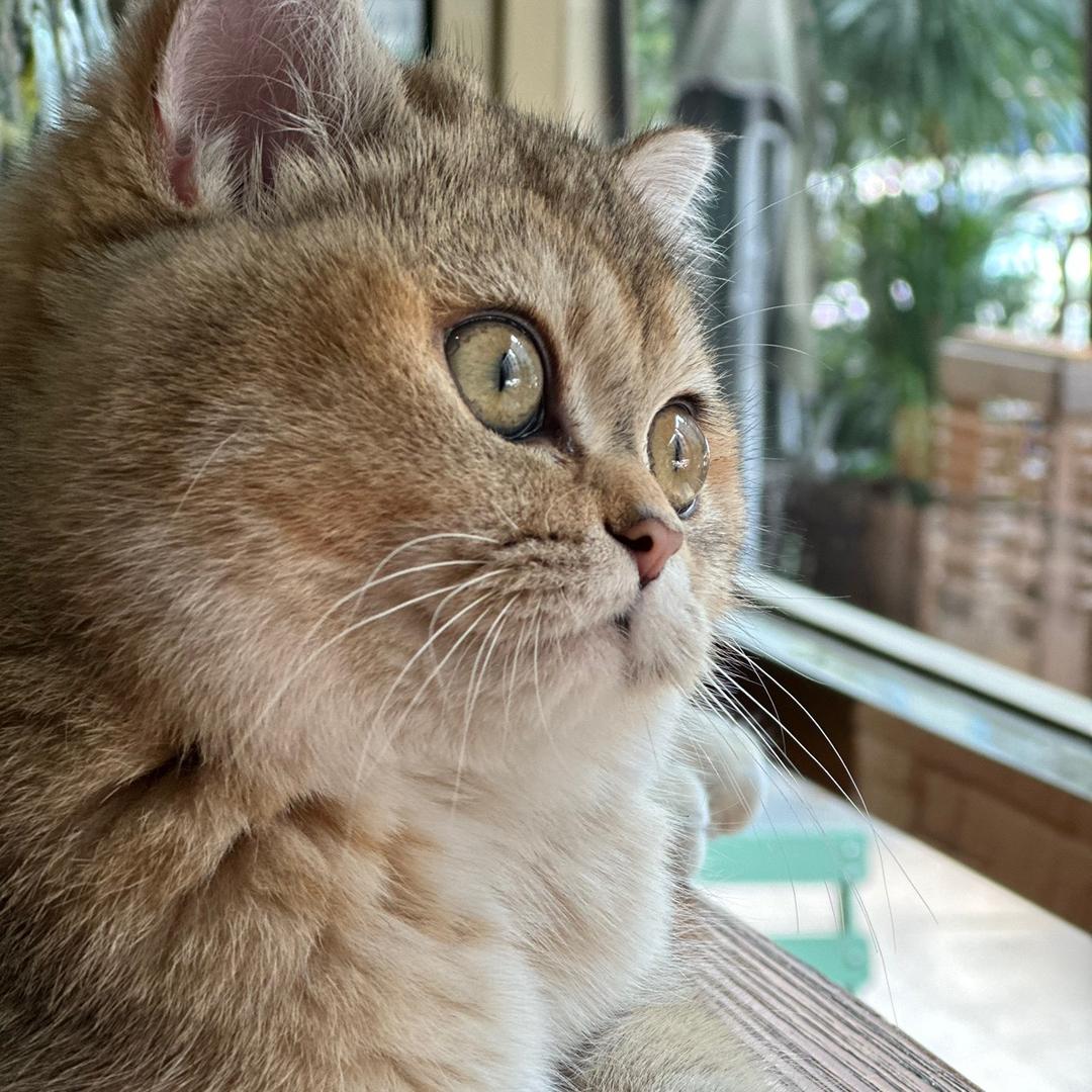 猴子撞上射手
