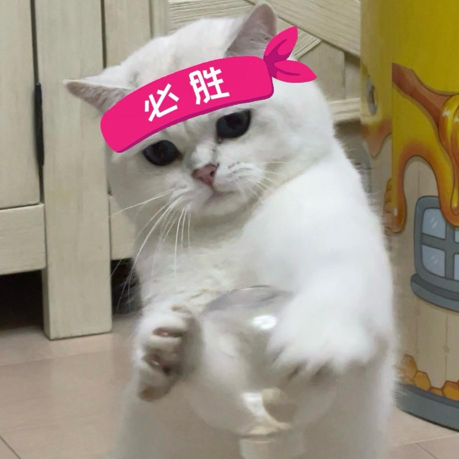taco不是白猫