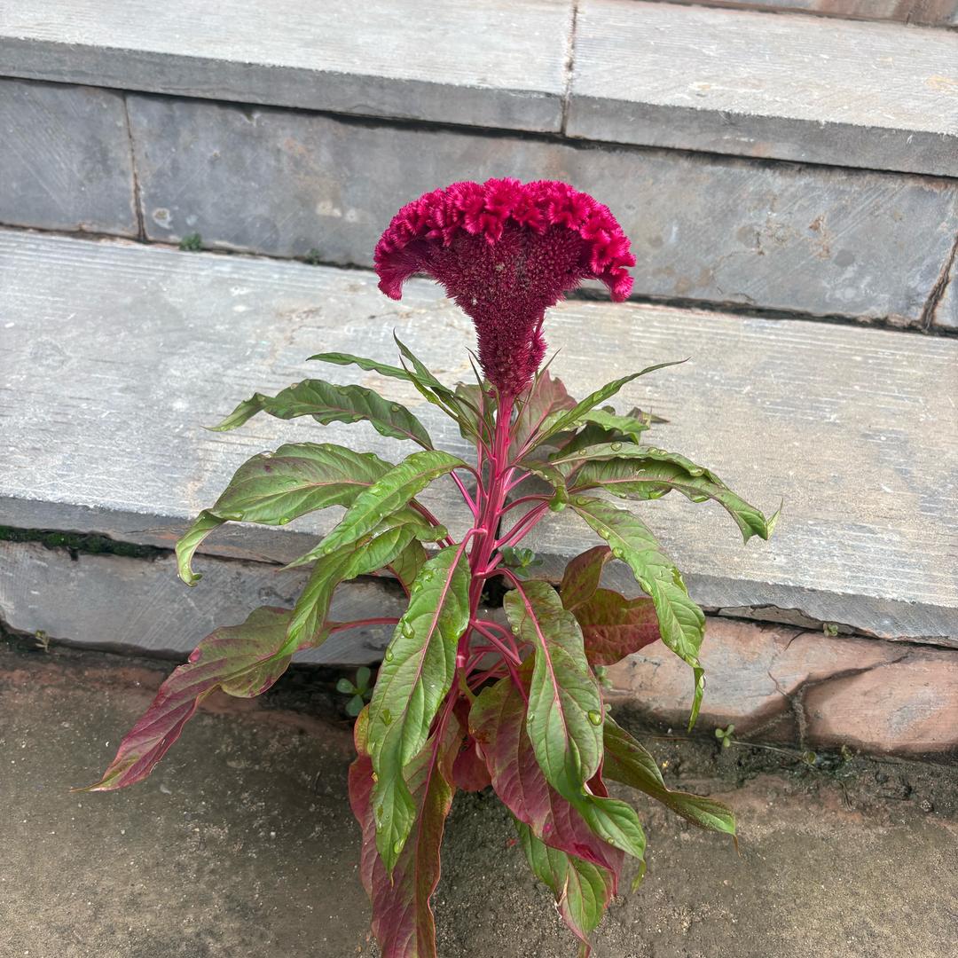 薄荷