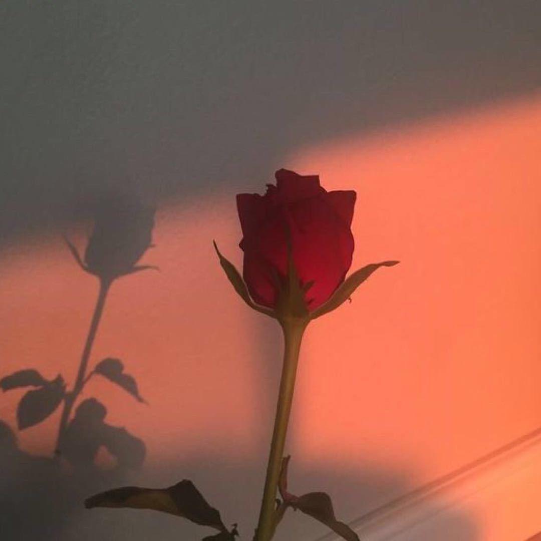 心怡的姜姜🦄️