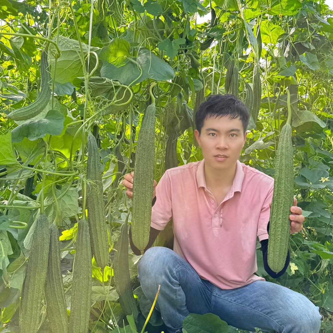 丝瓜种子店 小林