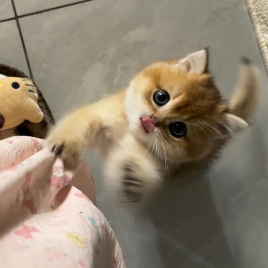 元宝圆圆嘟🐾