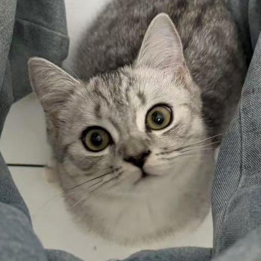 当当是只修猫咪