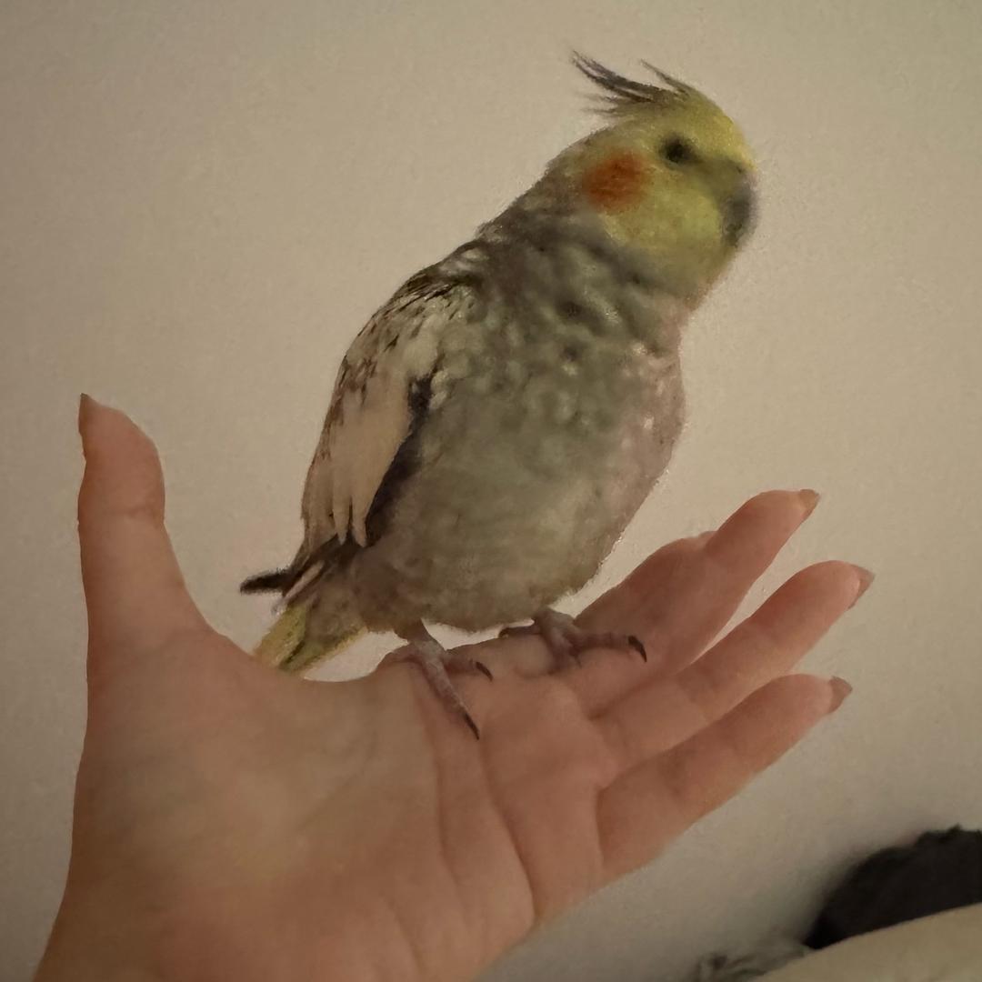 逐鸟集和朋友们