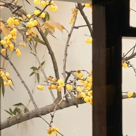 一个走南闯北寻西向东的迷路崽儿