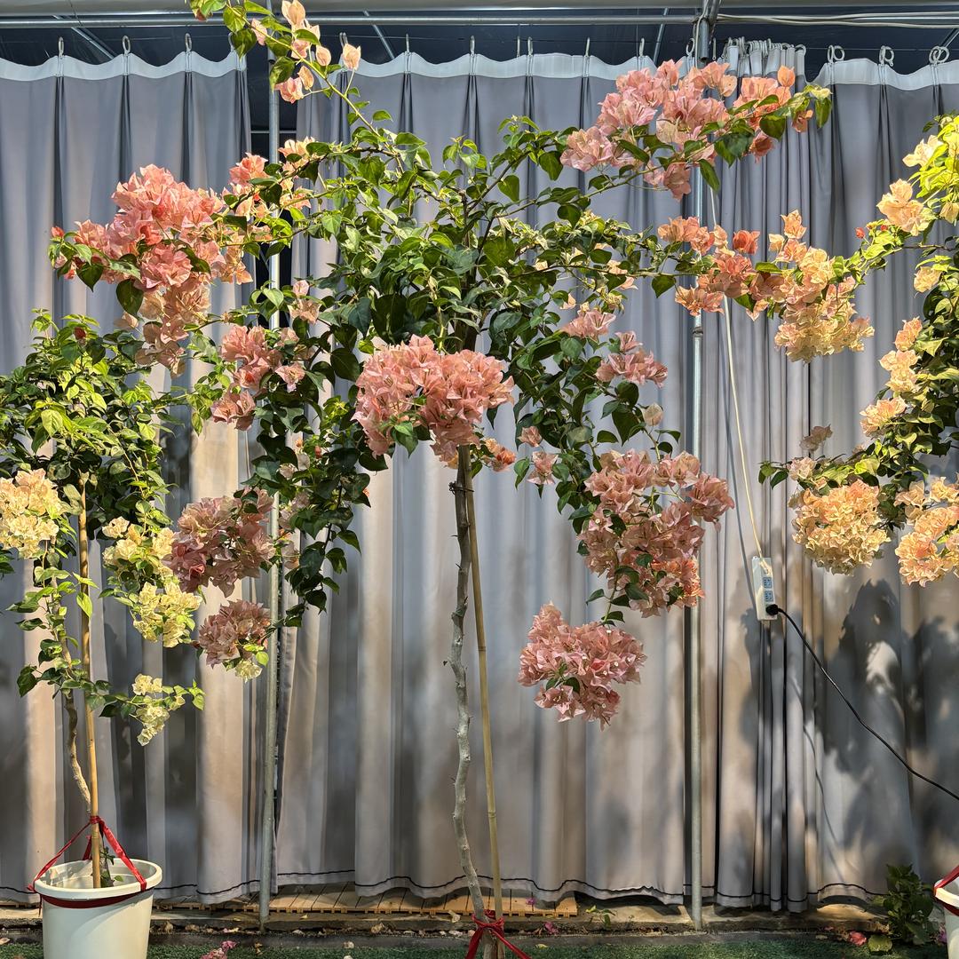 郁见花坊