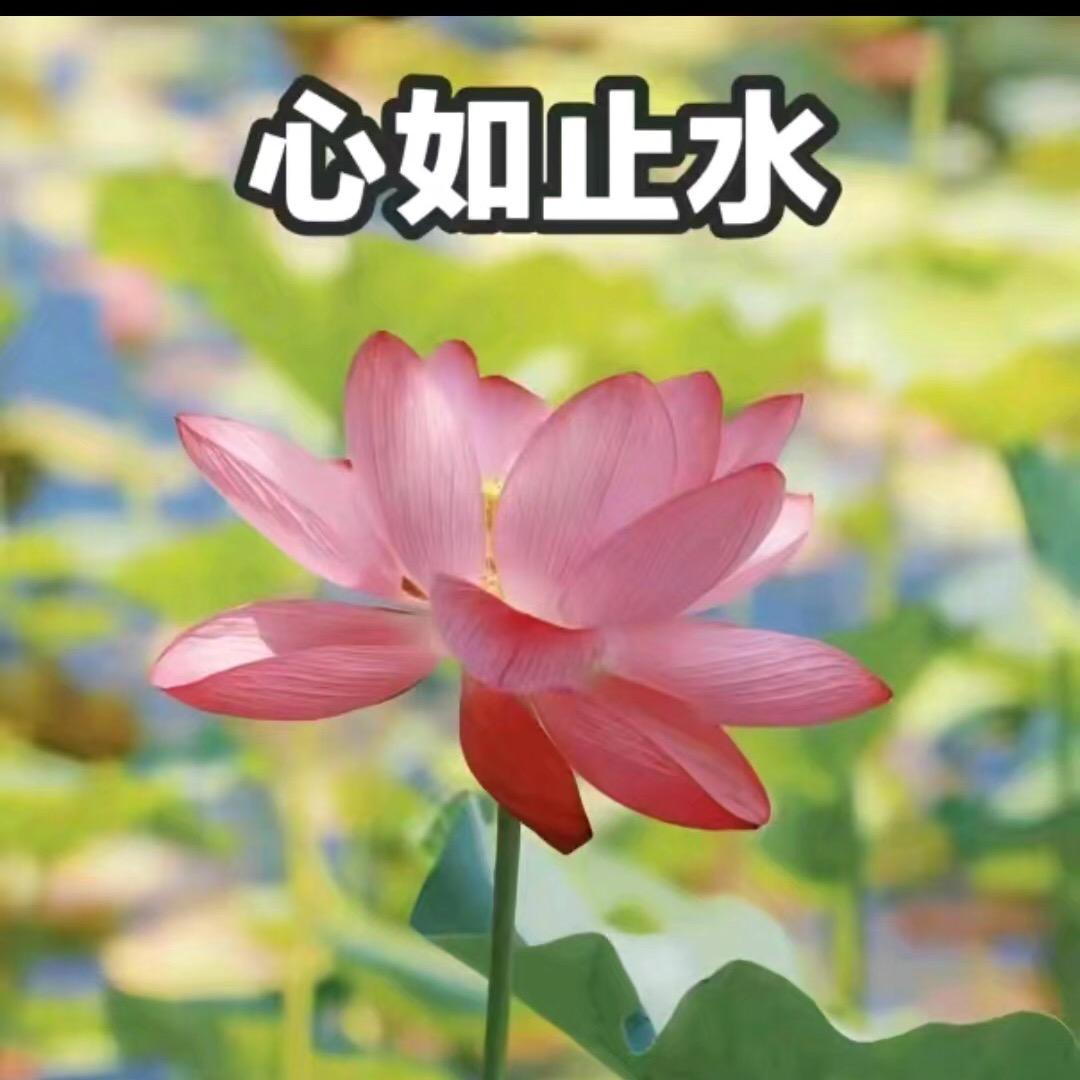 雪雪