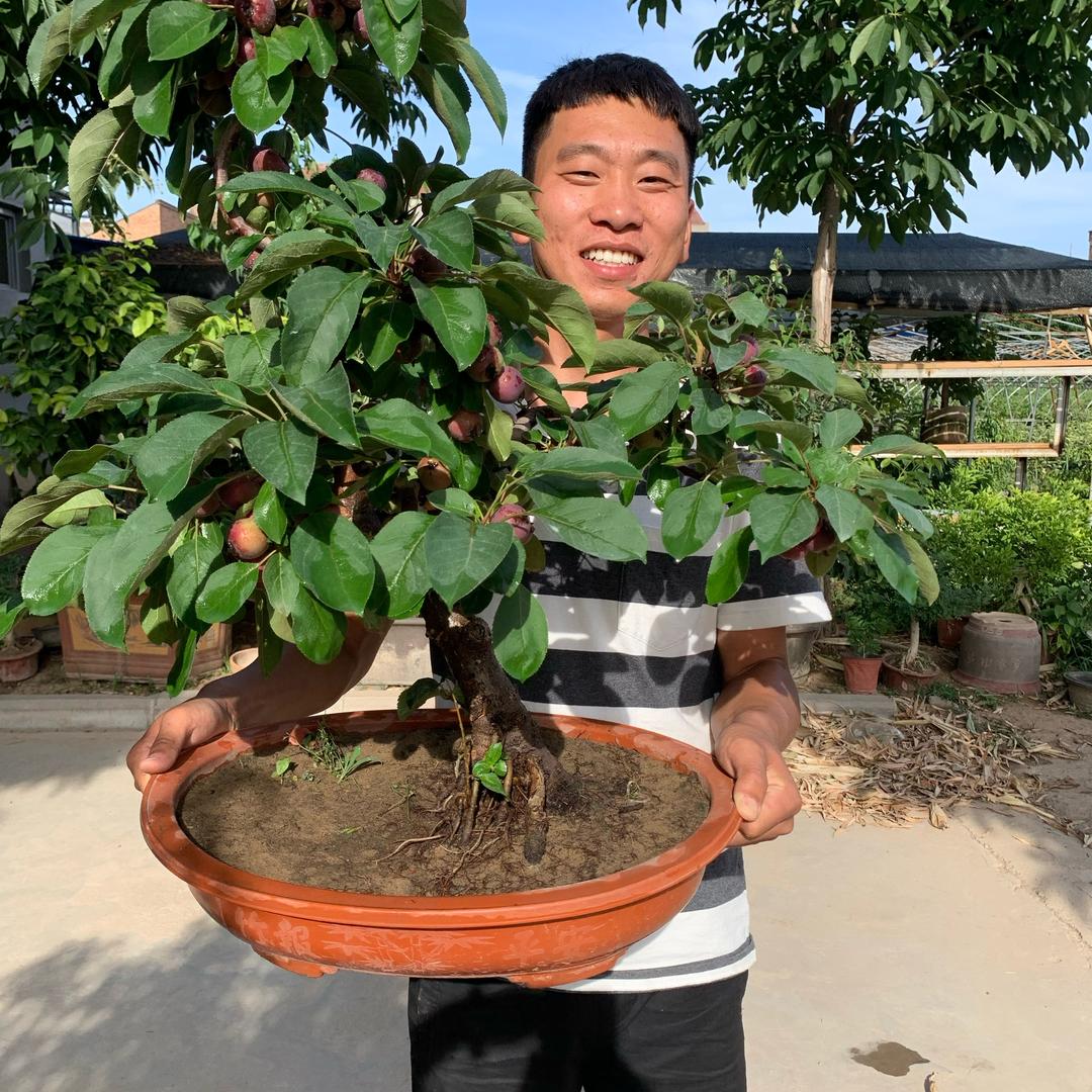 兴平市鑫铭丰种植场