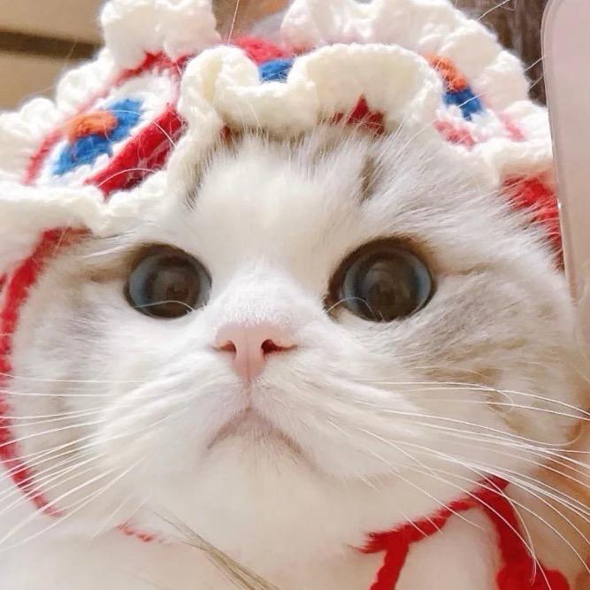 希瑶家的小猫院（直播号）