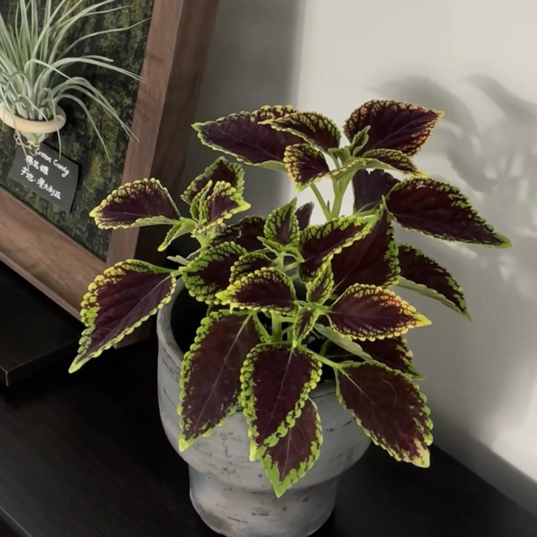 春田绿植（1号仓）