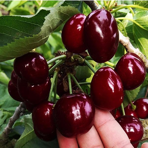 阔昊果树苗木专营店