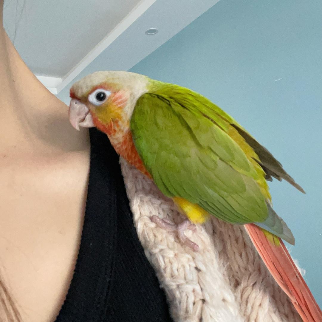 李小姐的礼物屋