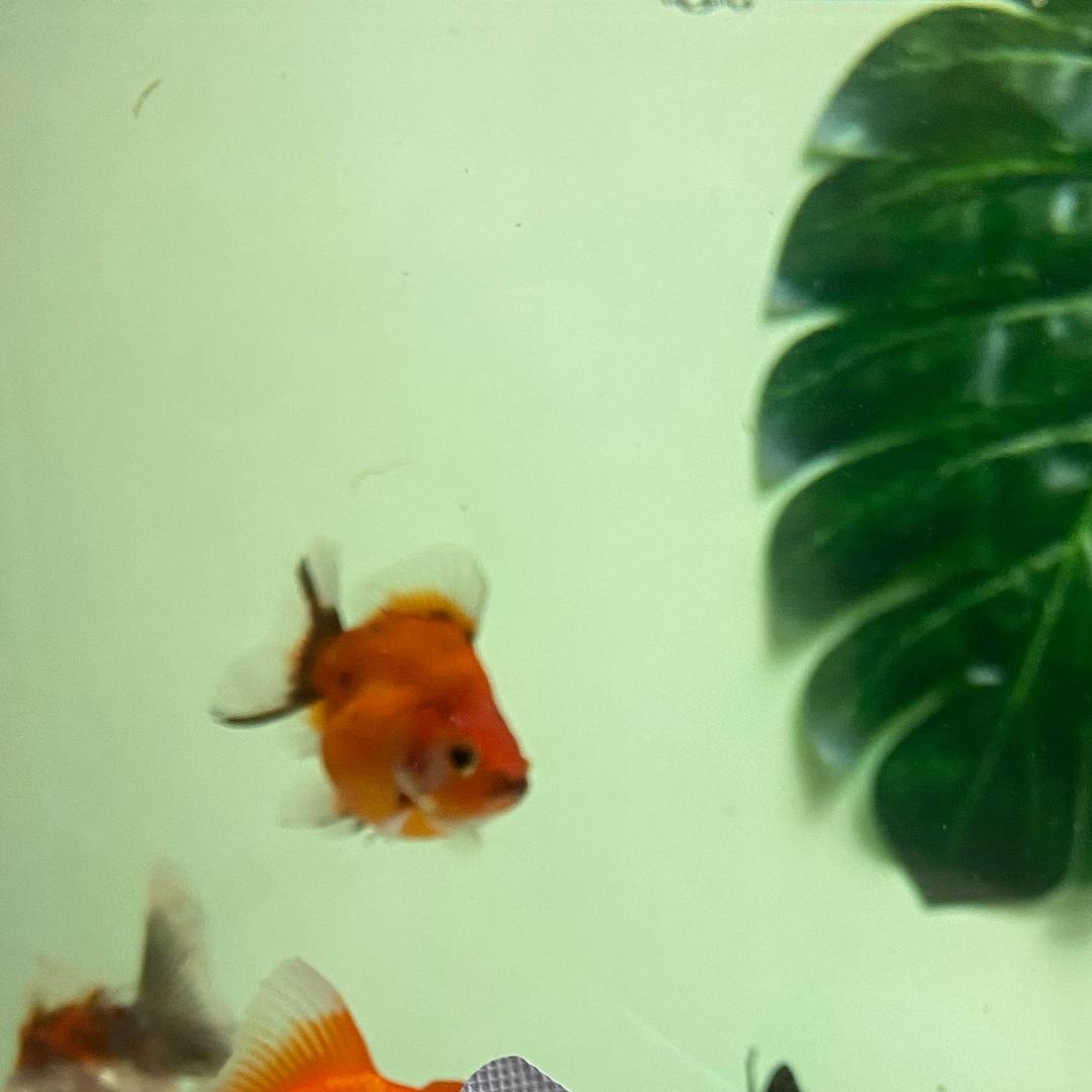 水族小呆