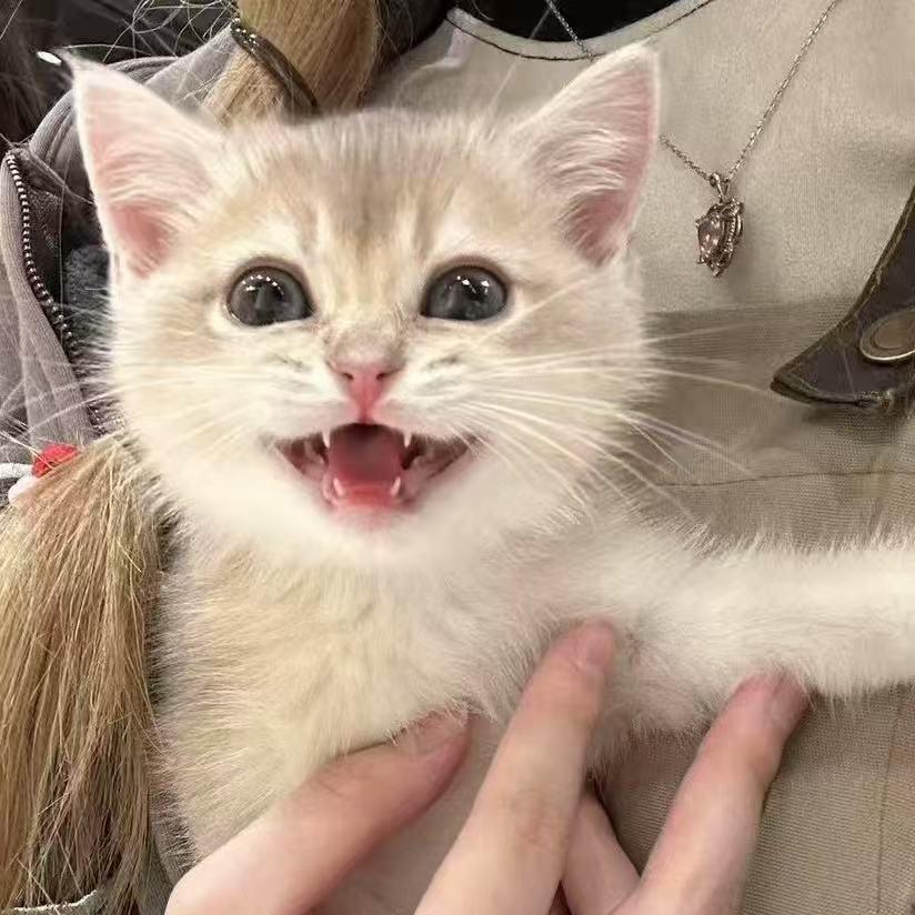 不倒闭猫舍