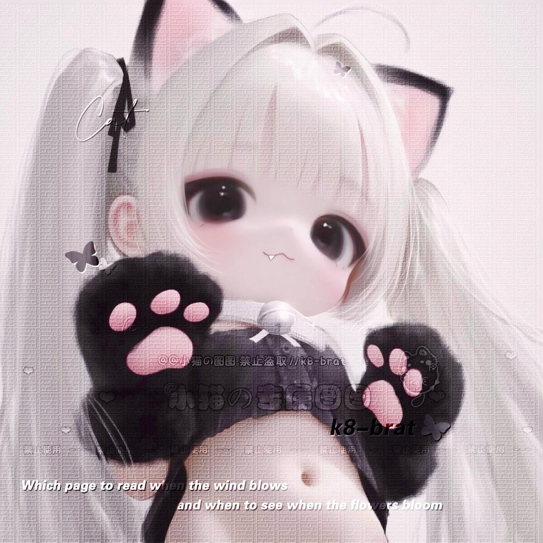 小猫宝宝