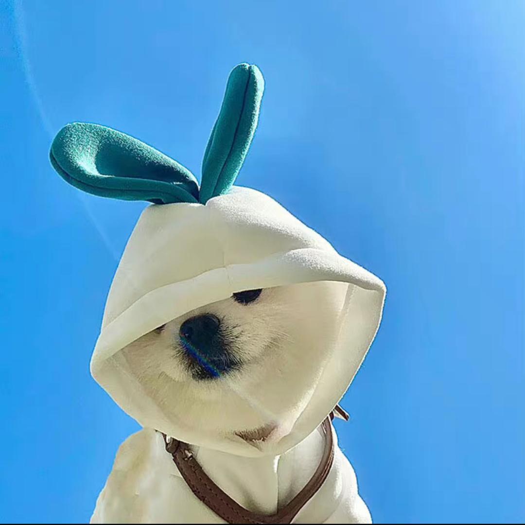 豪仔