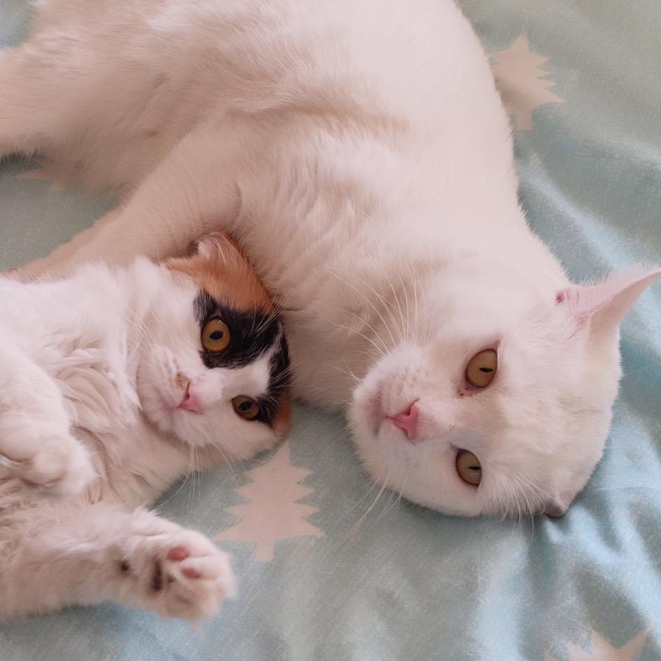 雪糕是只田园猫