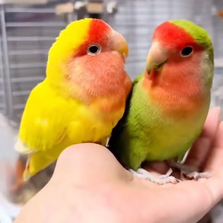 佳翔鹦鹉好物市集