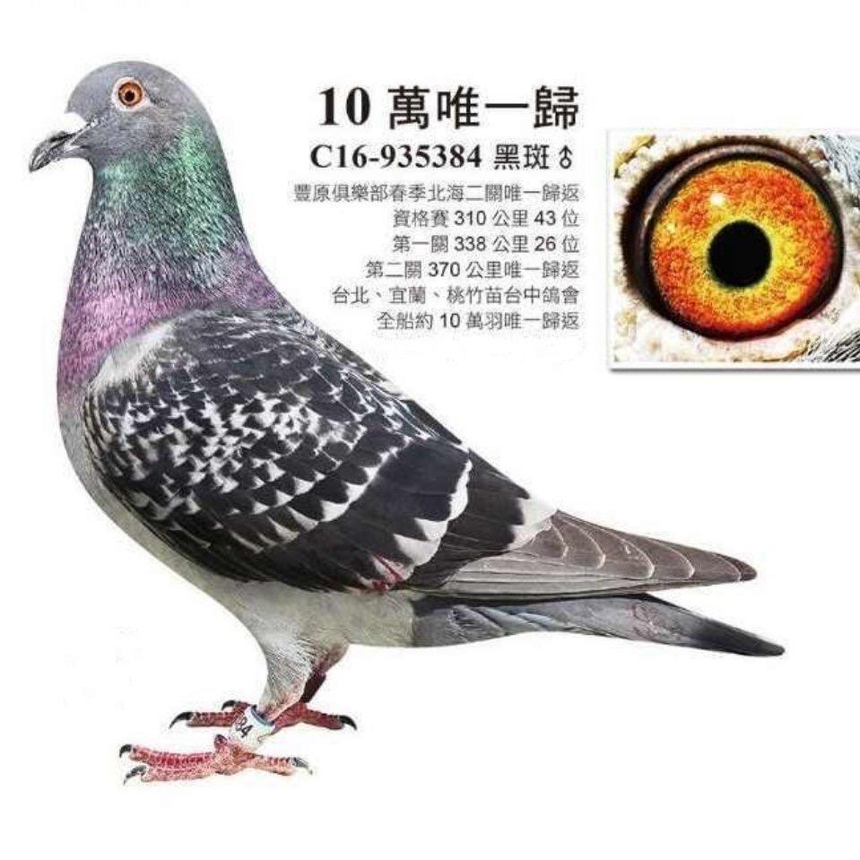 汕阳台鸽