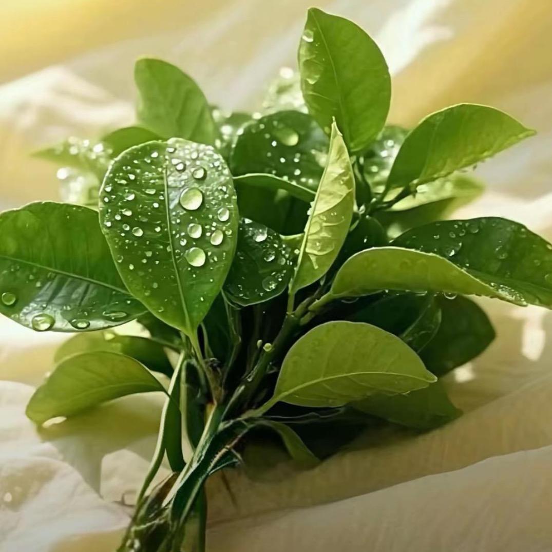 刺猬小姐🥑