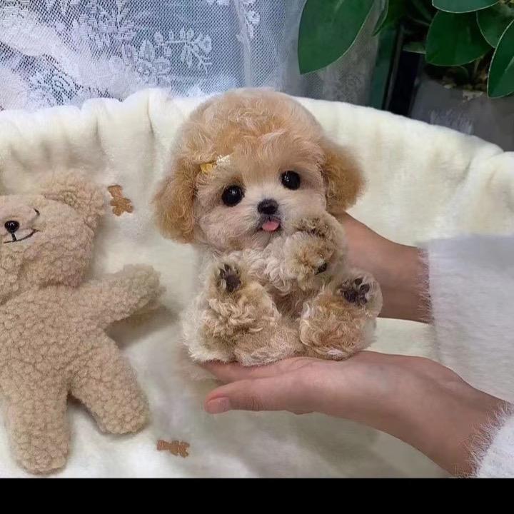 袁姐西高地比熊雪纳瑞（直播号）