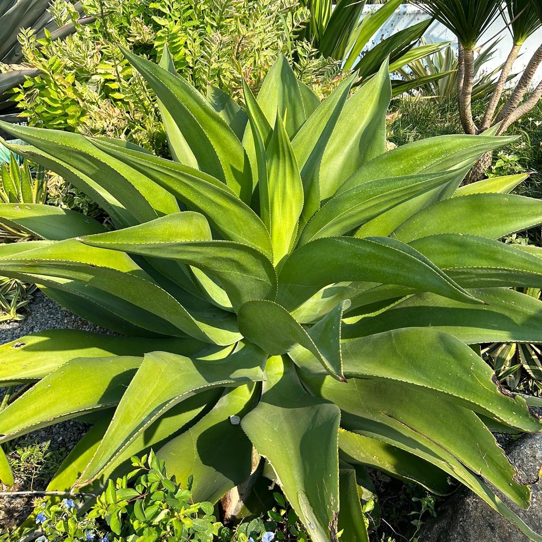 小花农