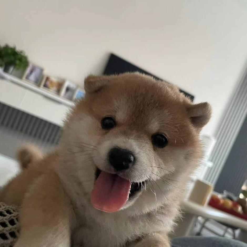 王家柴犬