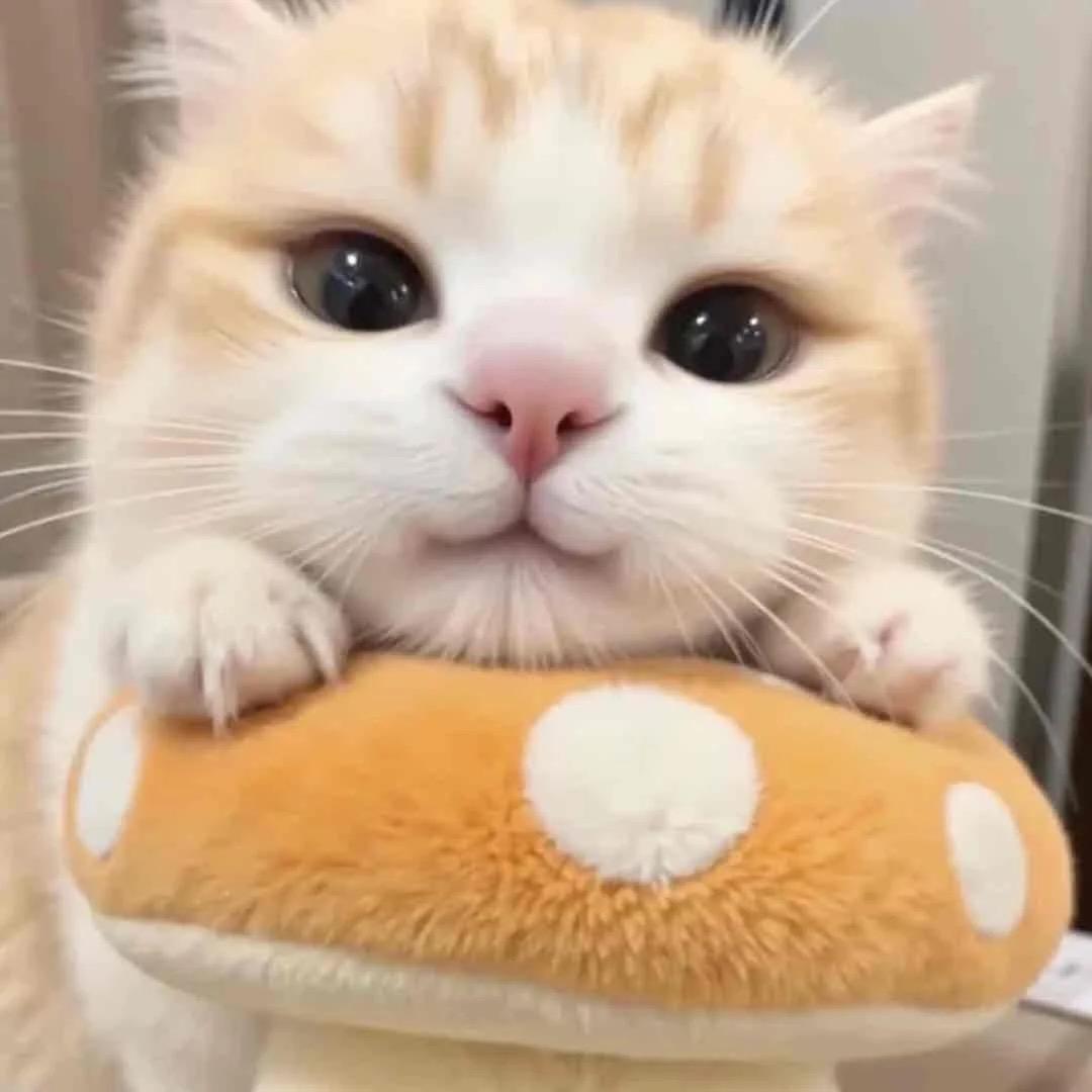 喵喵干饭日记