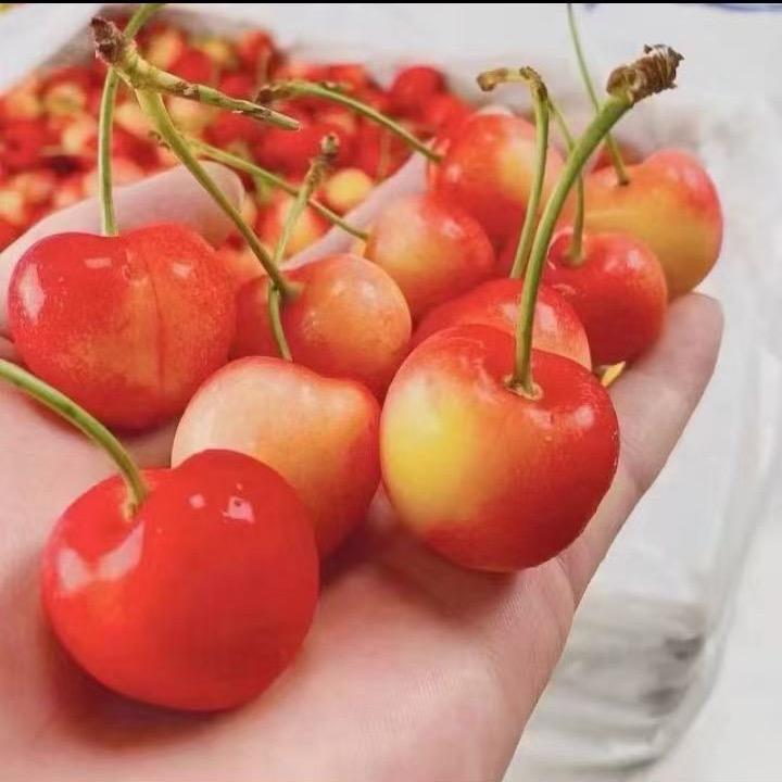 嘉兴水果市场 果小杨