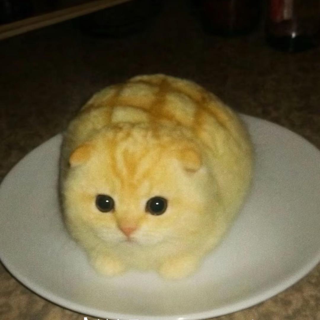 咪萝菠