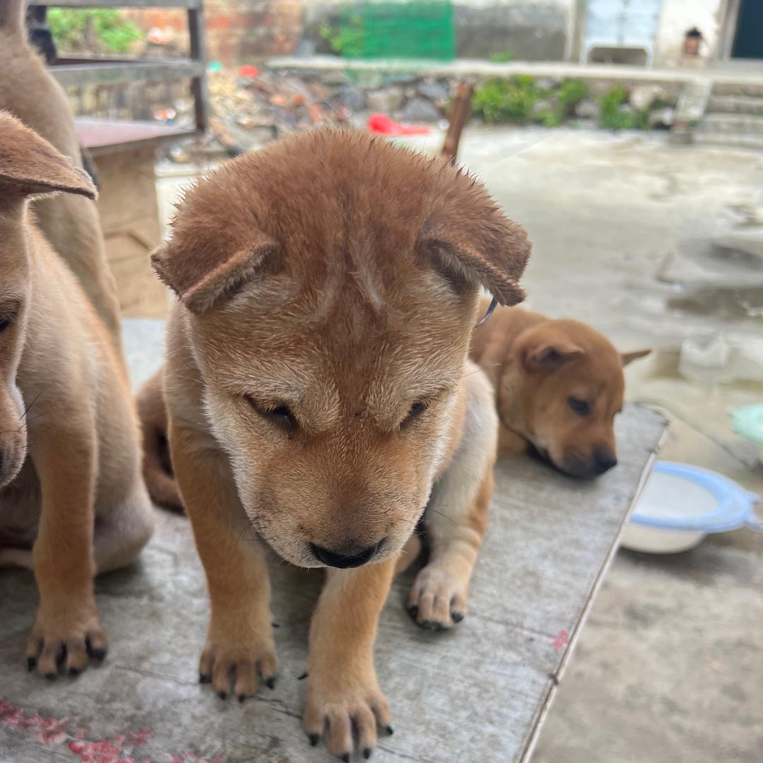 云姐田园犬的头像