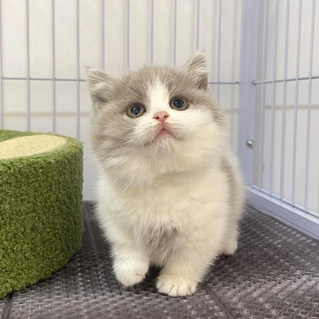 Q宠猫舍工作室101