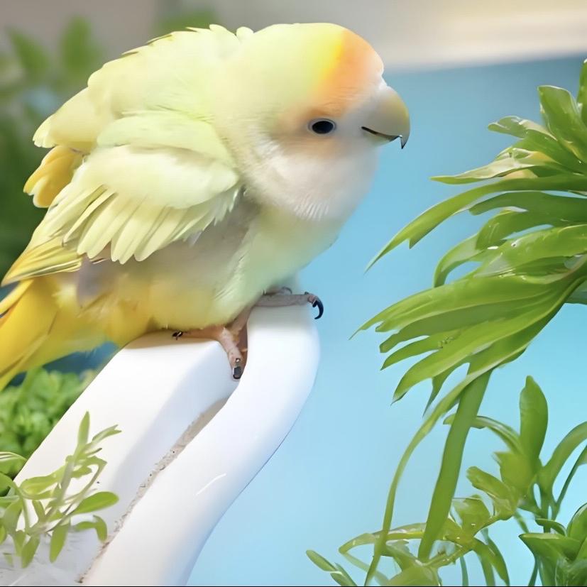 胖宝萌宠