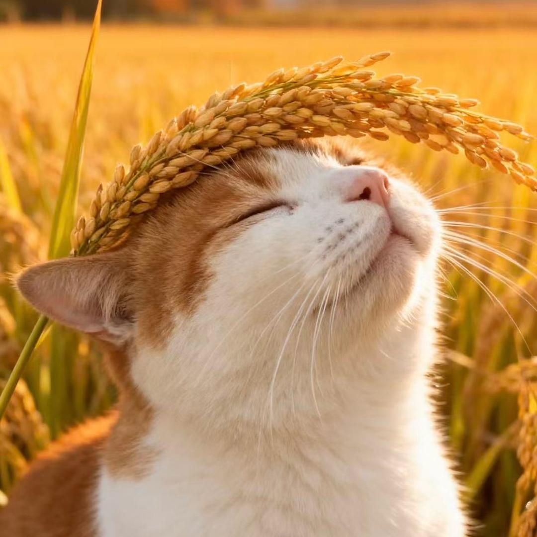 小“皖”豆🫛🫛……