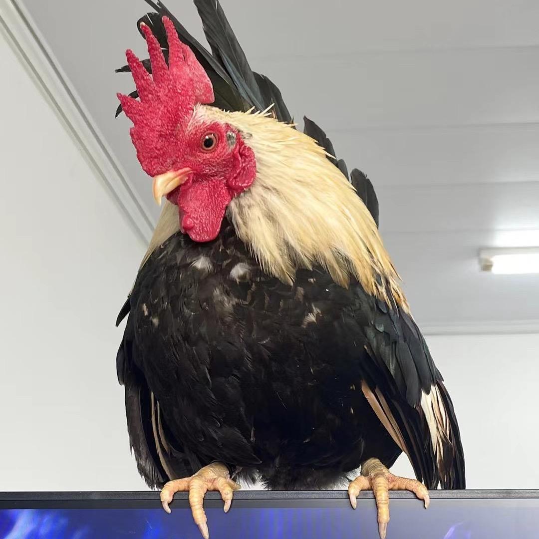 🌹🐔哥真美bab了